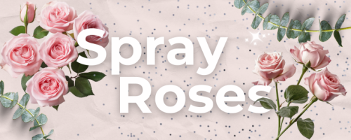 The Beauty and Versatility of Peony Roses and Spray Roses